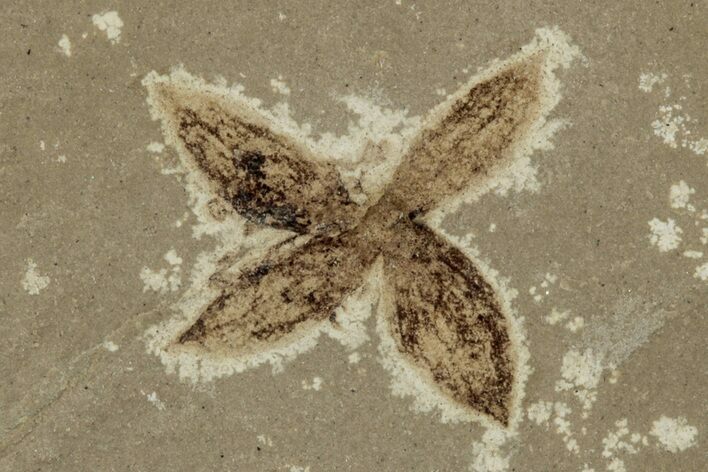 Detailed Fossil Flower - Green River Formation, Utah #356668